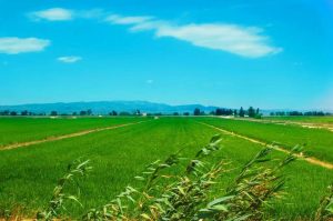 If you want sheep to be healthier, deworming is very important. What are the medicines to deworming sheep?-msoen