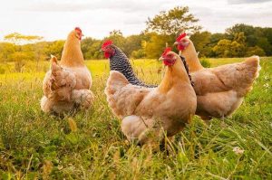 Summer chicken farm flies and mosquitoes constantly, so what methods can prevent the occurrence of infectious diseases?-msoen