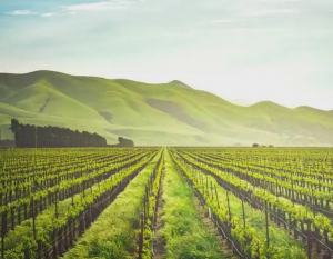 As the heat continues, these heat-tolerant varieties are worth growing and should not be missed by farmers-msoen