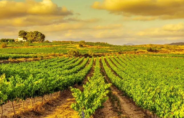 图片[2]-As the heat continues, these heat-tolerant varieties are worth growing and should not be missed by farmers-msoen