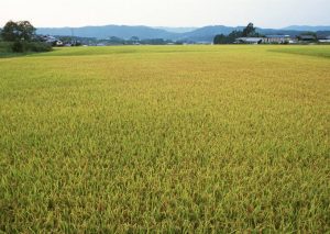 Can rice tillering be done without water? Listen to the rice farmer-msoen