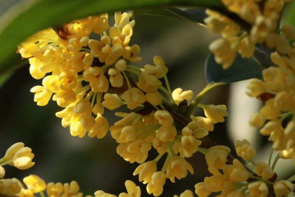 图片[1]-If you want osmanthus to grow well, fertilization is very important. How should you fertilize osmanthus?-msoen