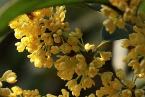 If you want osmanthus to grow well, fertilization is very important. How should you fertilize osmanthus?-msoen