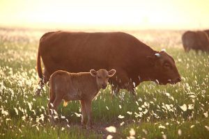 Sheep or cattle? Let's hear from the pros and cons, huh-msoen