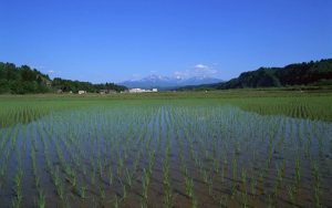 China's agricultural drones: The most down-to-earth