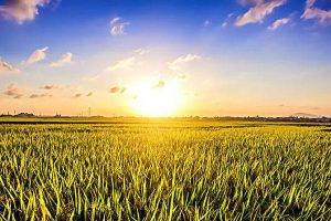 Can rice tillering be done without water? Listen to the rice farmer-msoen