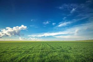 Environmental protection! The drone flew over the rice fields-msoen