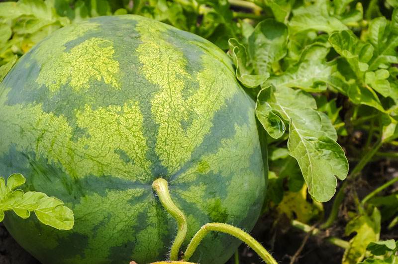 图片[1]-If you want your watermelon to grow well, you need these fertilizers! Take a look at what the melon farmers are sharing-msoen