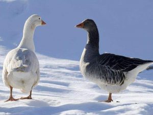 Goose raising skills to share! If you want to raise a good goose, the following tips are indispensable-msoen