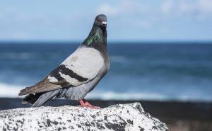 If a small family wants to keep racing pigeons, how should they be introduced? Listen to what the pigeon lovers say-msoen