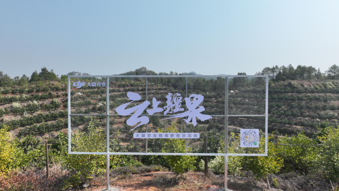 Dajiang Agriculture released the Dajiang Fruit on the Cloud" plan-msoen