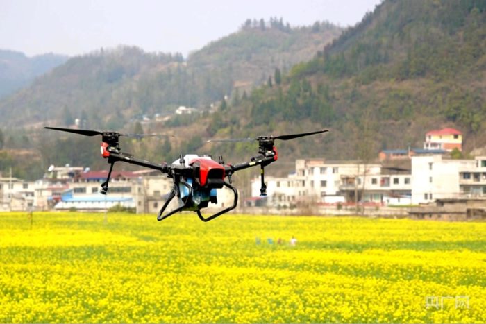 Wheat plant protection with