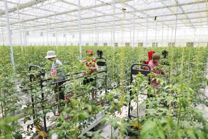 Smart agriculture, How to break through and innovate in the future-msoen