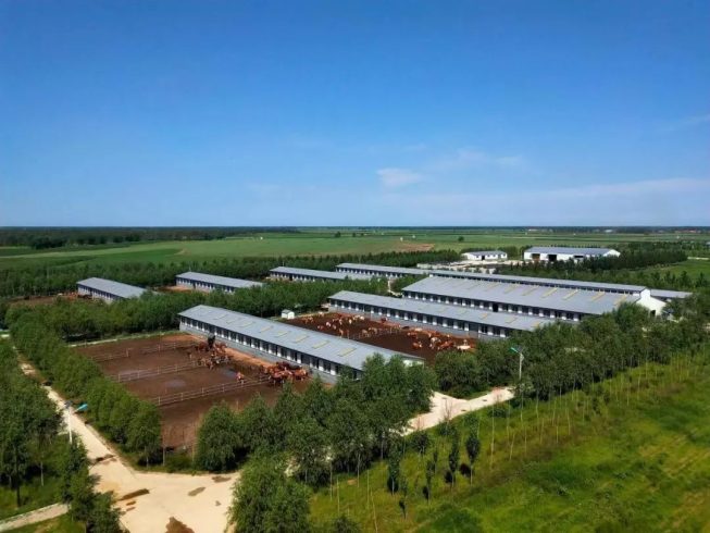 Rural Revitalization of Cattle Raising Enterprises: A New Digital Cattle Raising Model-msoen