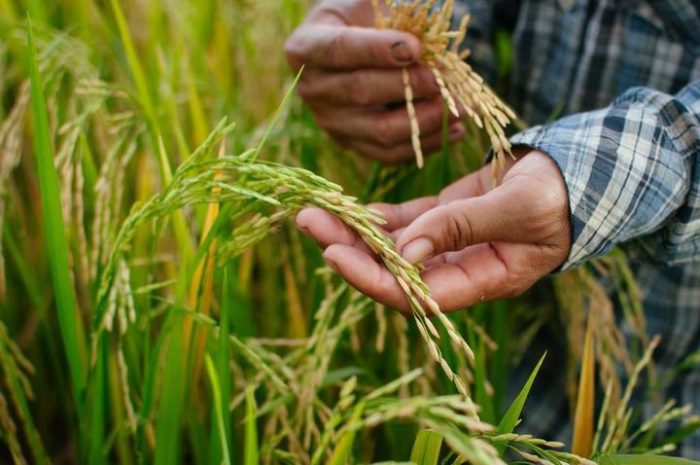 Production technology for water-saving and high-quality wheat-msoen