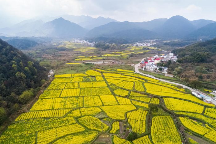 Feixi Mingchuan Township: Developing Modern Agriculture to Boost Rural Revitalization-msoen