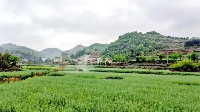 Jingyang Street, Xiuwen County: Unmanned aerial vehicles assist in controlling rape aphids-msoen