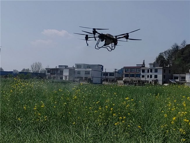 Using drones to spray pesticides to control rapeseed aphids-msoen