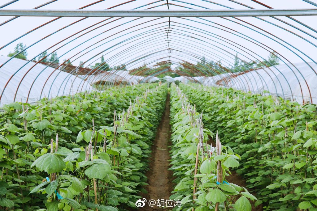 Digitally empowering Fujian to accelerate the construction of a modern agricultural system-agriculturalforum-agriculture-msoen