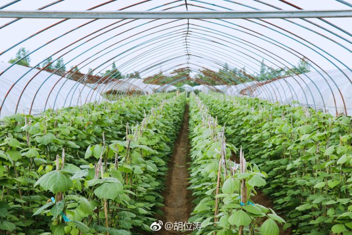 Digitally empowering Fujian to accelerate the construction of a modern agricultural system-msoen