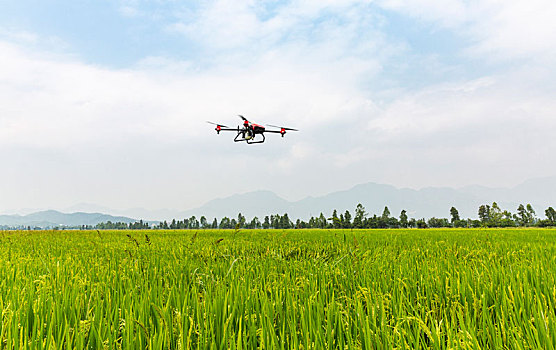 Plant Protection Drones Assist in High Yield and Harvest of Summer Grain-msoen