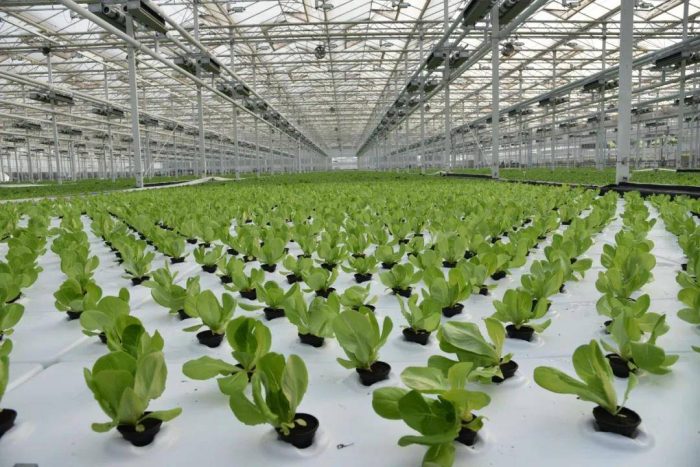 Technology empowers summer management and smart agriculture to ensure abundant harvests-msoen