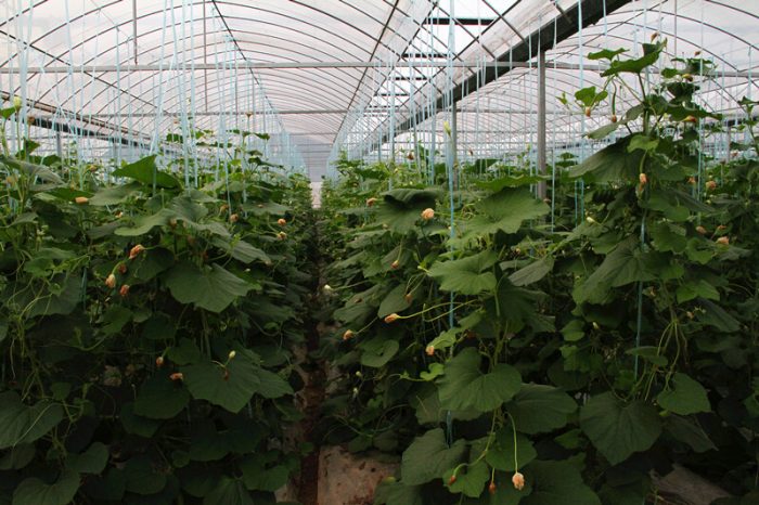 Exploring the highlights of smart agricultural technology innovation in Shanghai-msoen