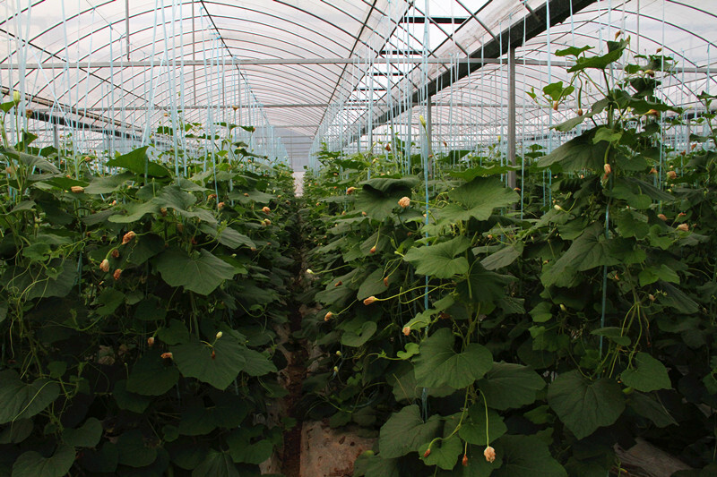 Exploring the highlights of smart agricultural technology innovation in Shanghai-agriculturalforum-agriculture-msoen