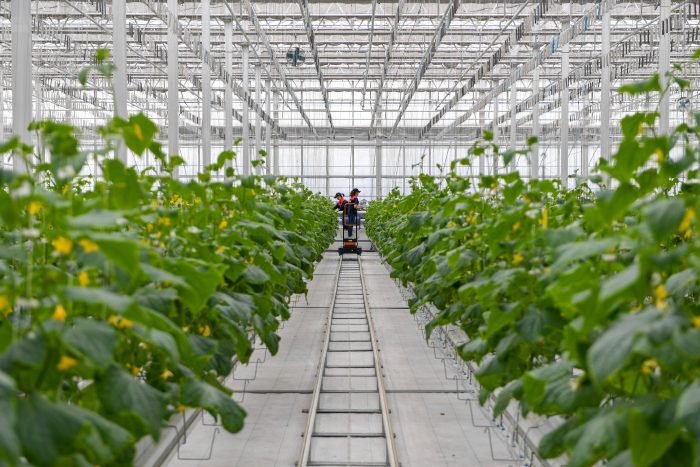 Lingling: Smart Agriculture Transforms into a "Golden Mountain"-msoen