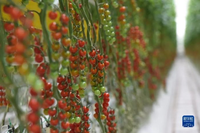 Smart Agriculture Helps Immigrants Increase Income-msoen