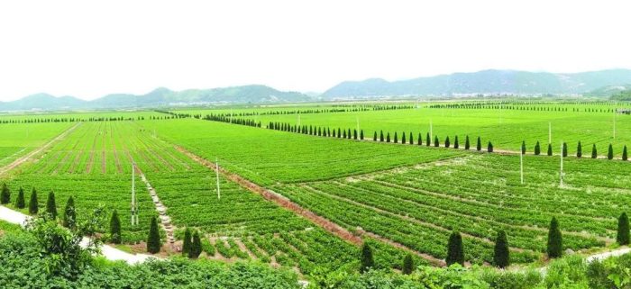 Digitally Empowering Agriculture: Guizhou Farmers Use Big Data for Agriculture-msoen