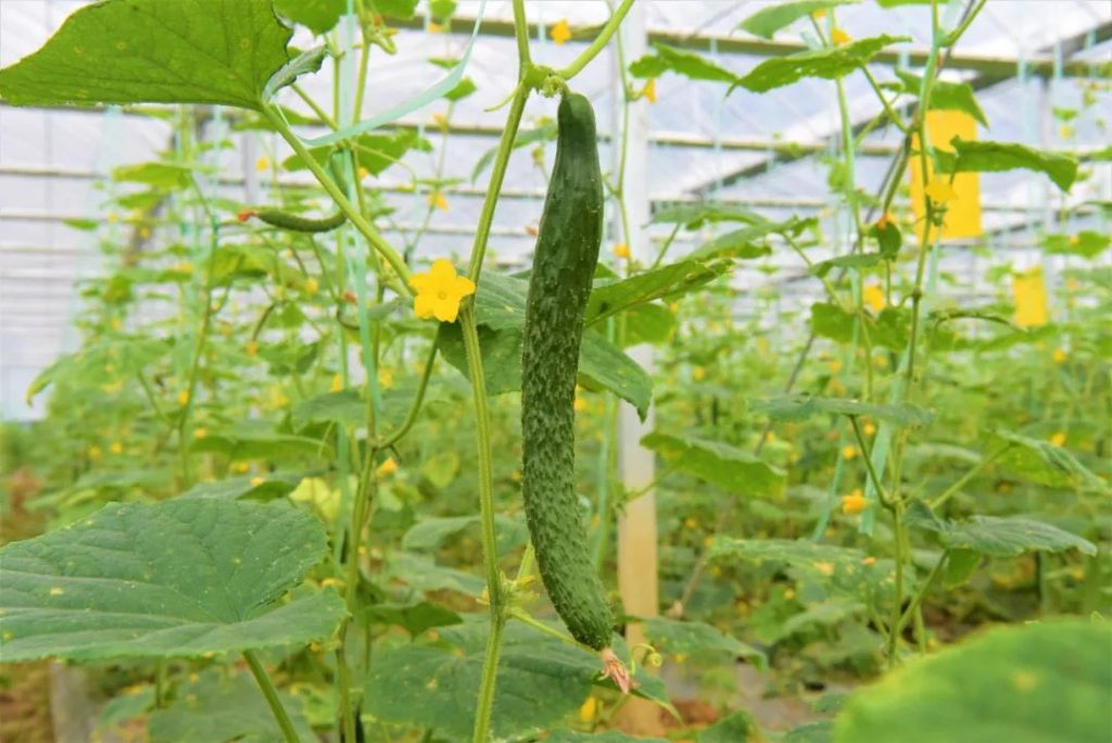 Banan: Promoting the Construction of Smart Agriculture-agriculturalforum-agriculture-msoen