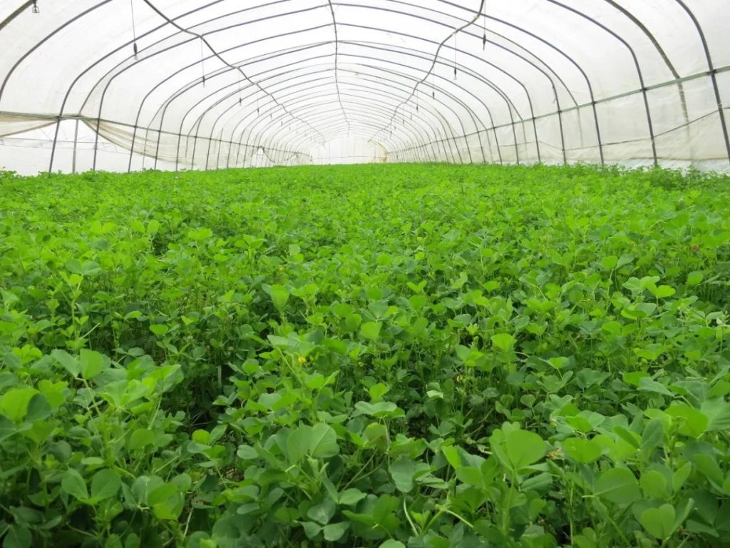 Qinghai: Modern Agricultural Industrial Park Drive More than 200000 Farmers and Herdsmen to Increase Income-agriculturalforum-agriculture-msoen
