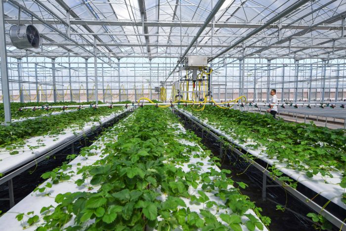 New changes in agriculture brought by "Internet plus"-msoen