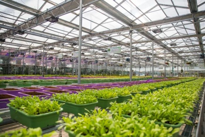 Hubei Town, Jiaocheng District, Ningde City: Smart Xingnong-msoen