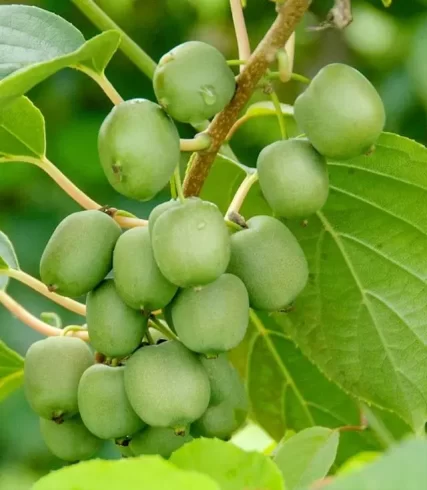 The production situation of the planting industry in Libo County is good, and the economic benefits are steadily improving-msoen