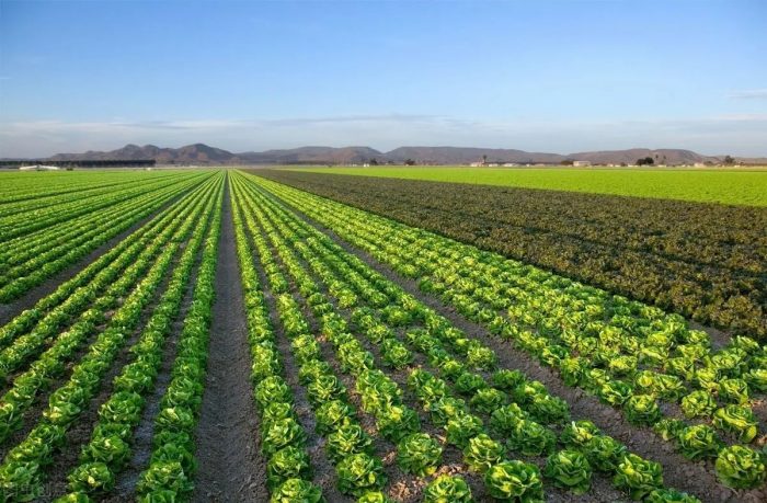 Xiyang County, Jinzhong City: digital agriculture "Empowers and Wisdom" for Rural Revitalization-msoen