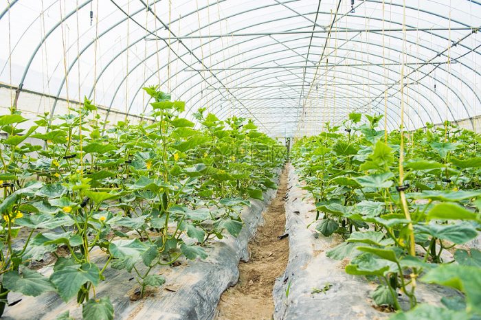 Guanzhuang Town, Anqiu City: Developing Smart Agriculture to Assist Rural Revitalization-msoen