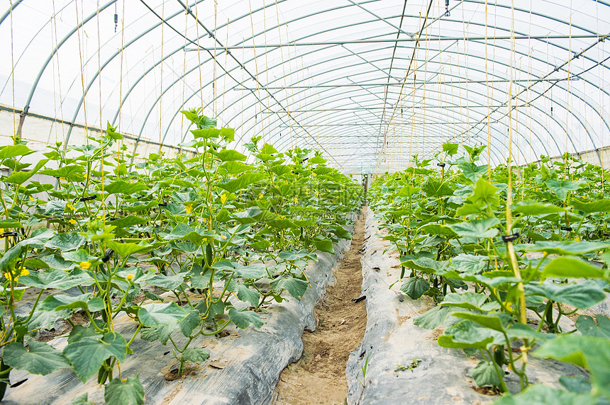 Guanzhuang Town, Anqiu City: Developing Smart Agriculture to Assist Rural Revitalization-agriculturalforum-agriculture-msoen