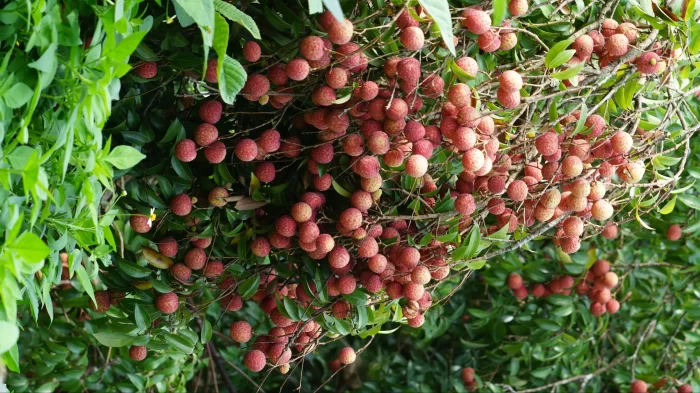 Accelerate agricultural Digital transformation-msoen