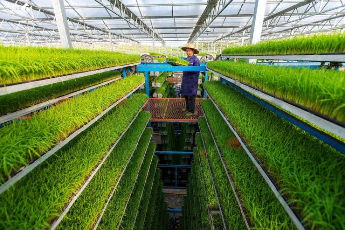 How to Innovate and Develop Xinjiang's Smart Agriculture-msoen