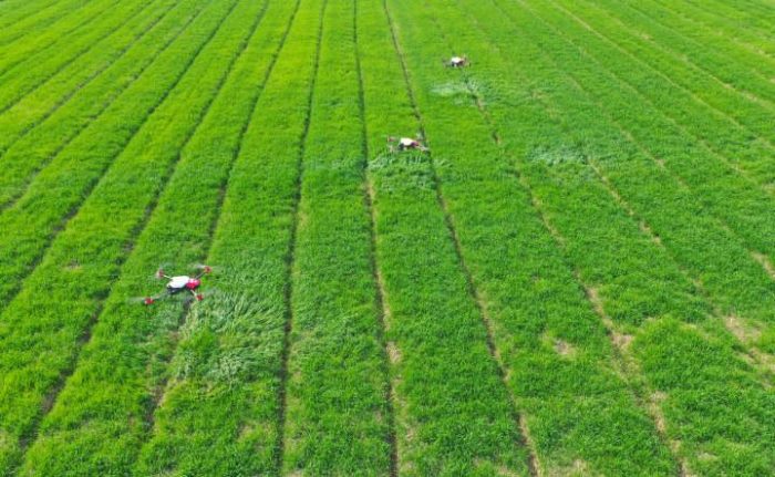 Drone aerial seeding of rapeseed in Chongqing yields over 210 kilograms per mu-msoen