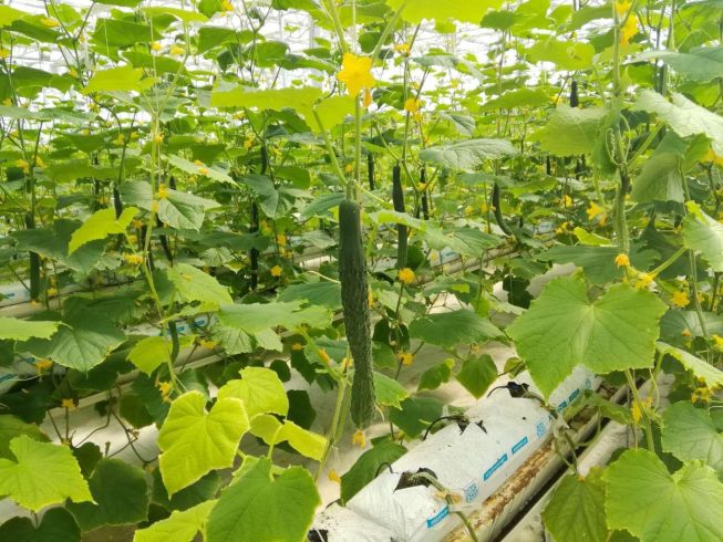 The first batch of fruit cucumbers in the Smart Agriculture Industrial Park has been launched-msoen
