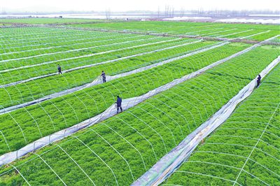 What is digital agriculture-agriculturalforum-agriculture-msoen