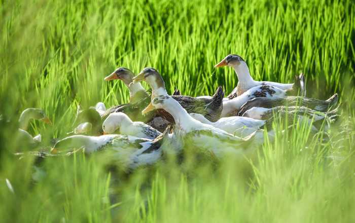 Jilin: Steadily Promoting the Development of Modern Agriculture-agriculturalforum-agriculture-msoen