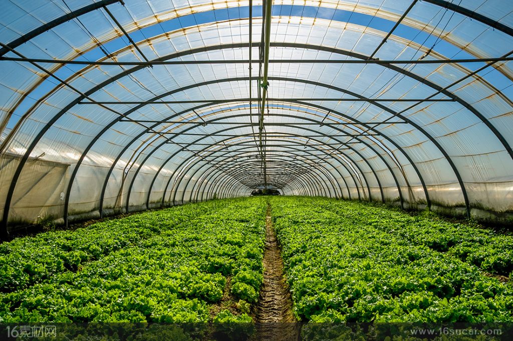 The fragrance of melons and fruits wafts in the greenhouse-agriculturalforum-agriculture-msoen