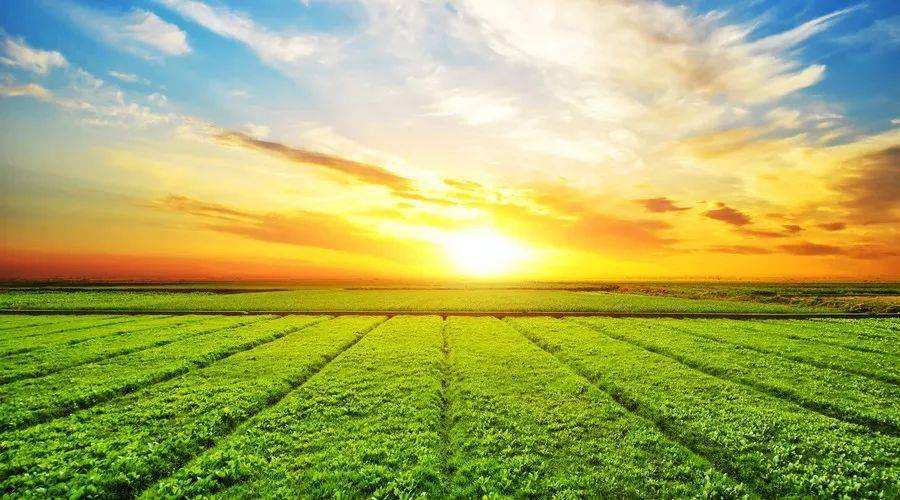 Dry farming, water-saving agriculture, turning deserts into oases and fertile fields-msoen