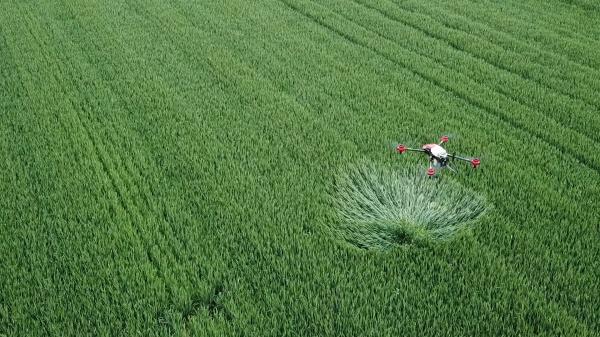 Qijiang: Drone “Flying Defense” Ensures High Yield and Harvest of Rice-msoen