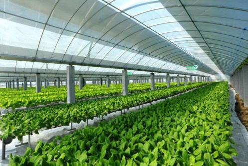 Smart farms promote Digital transformation of agricultural production-agriculturalforum-agriculture-msoen