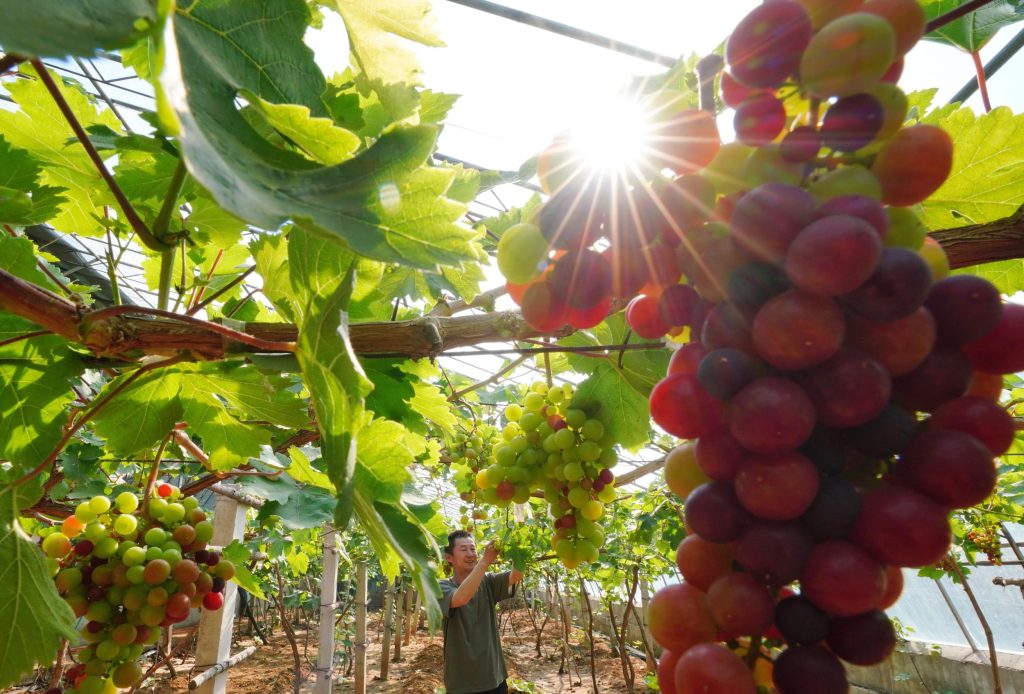 Xifeng: Red strawberries pave the “road to prosperity” for rural revitalization-agriculturalforum-agriculture-msoen